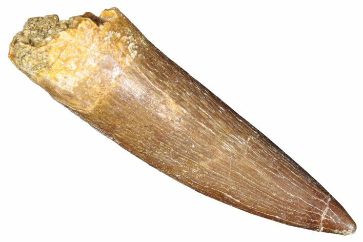 Fossil Plesiosaur (Zarafasaura) Tooth - Morocco #287148